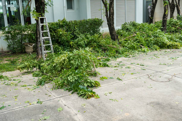 Best Lawn Renovation and Restoration  in Grants Pass, OR