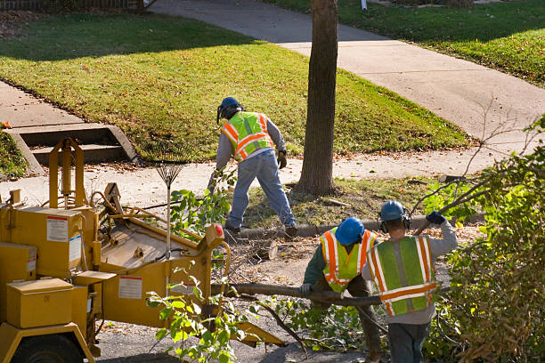 Best Arborist Consultation Services  in Grants Pass, OR