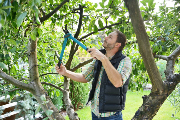 Best Tree Preservation Services  in Grants Pass, OR